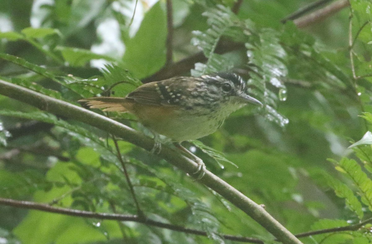 Rondonia Warbling-Antbird - ML612120054