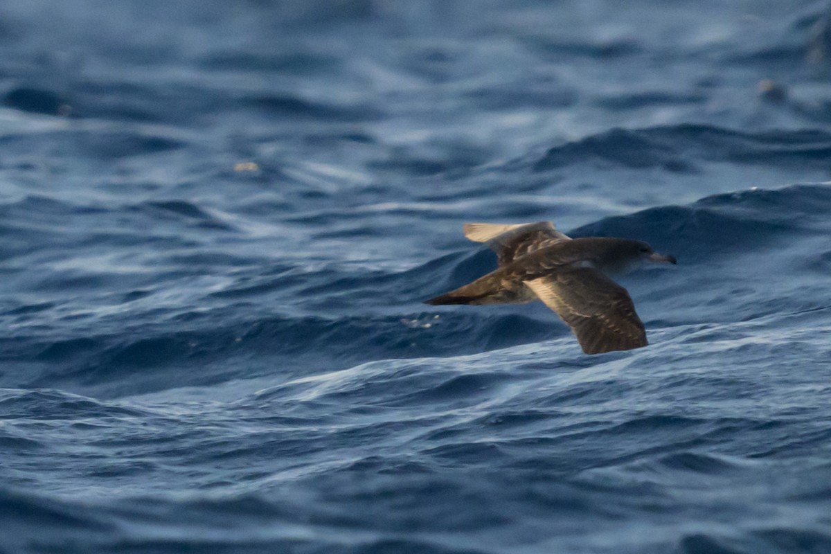 Pink-footed Shearwater - ML612120130