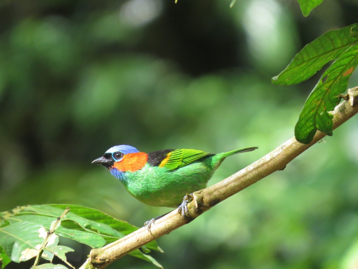 Red-necked Tanager - ML612120413