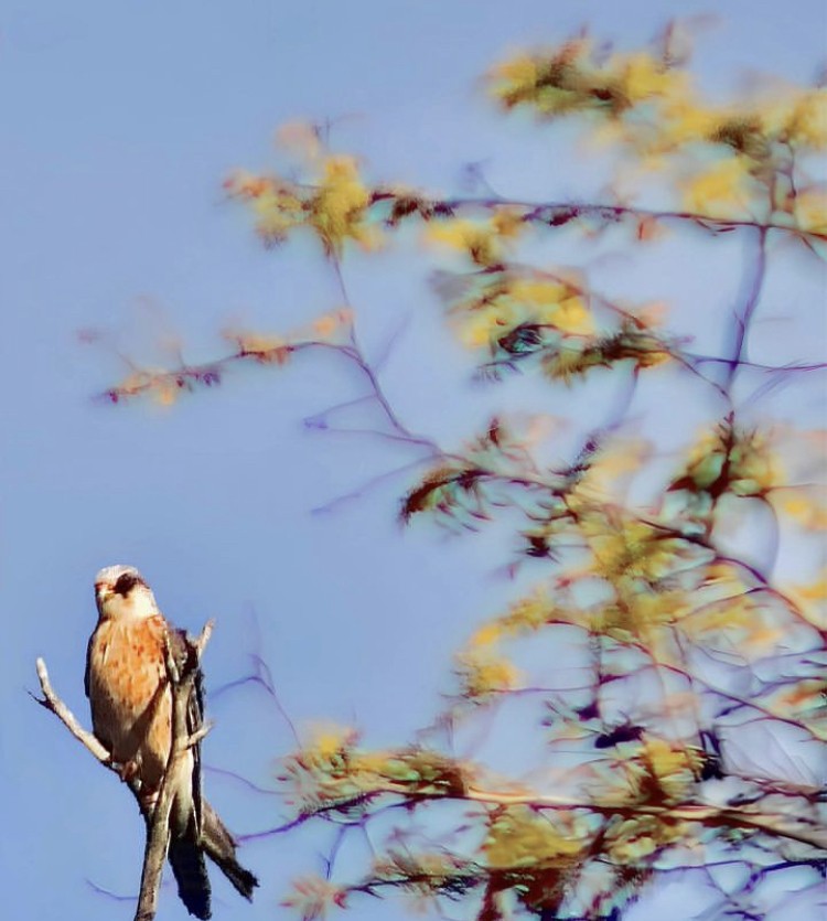 Red-footed Falcon - Akif Bayer