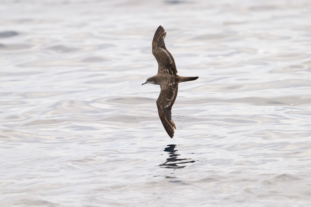 Wedge-tailed Shearwater - Antonio Robles
