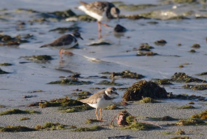 Semipalmated Plover - ML612121042