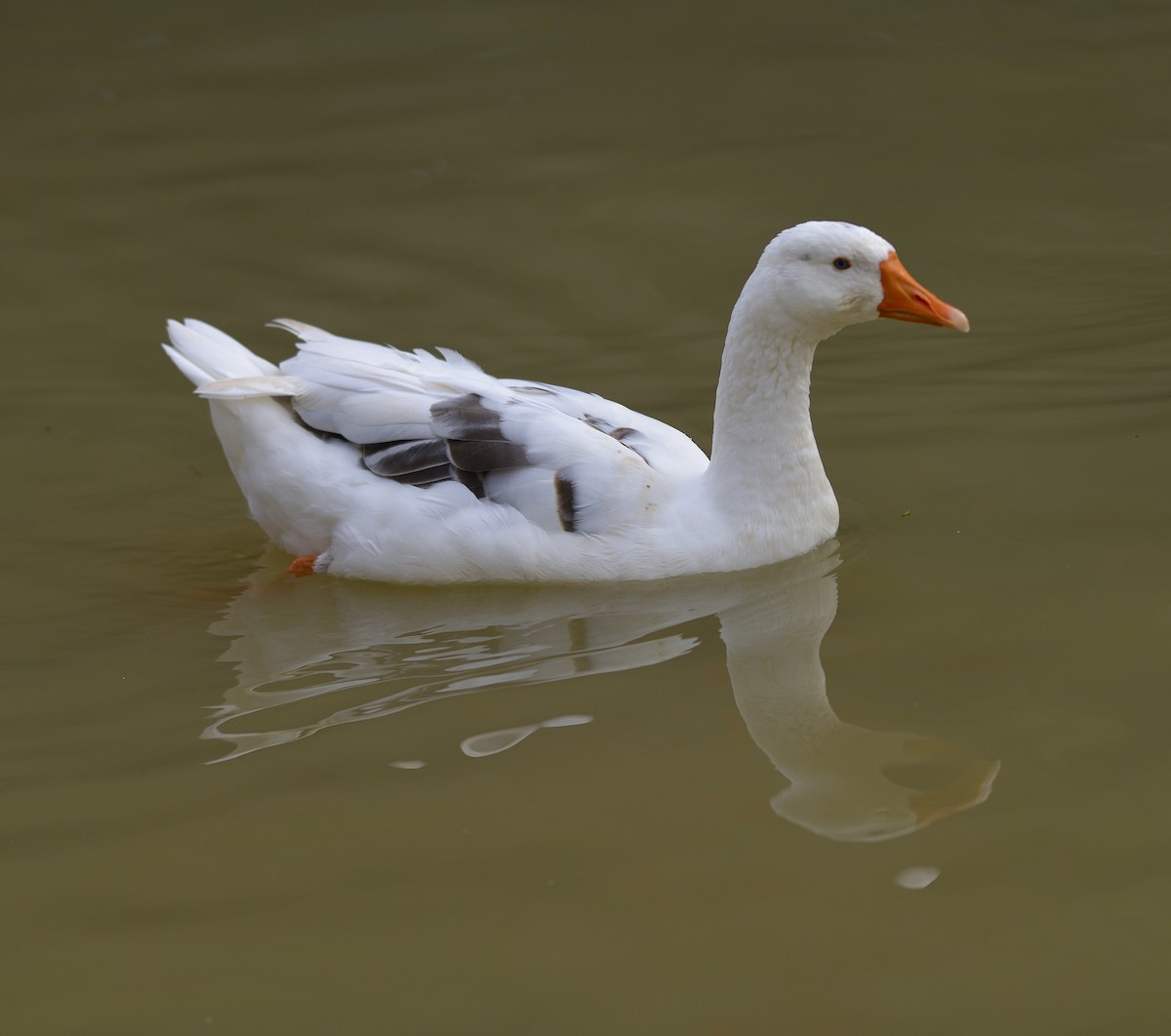 Graylag Goose (Domestic type) - ML612121403