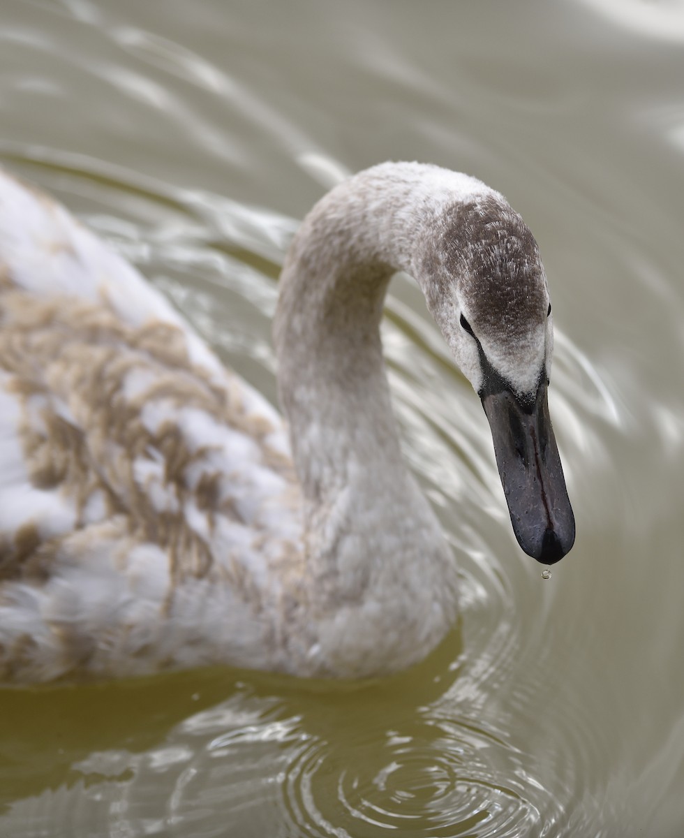 Mute Swan - Gordan Pomorišac