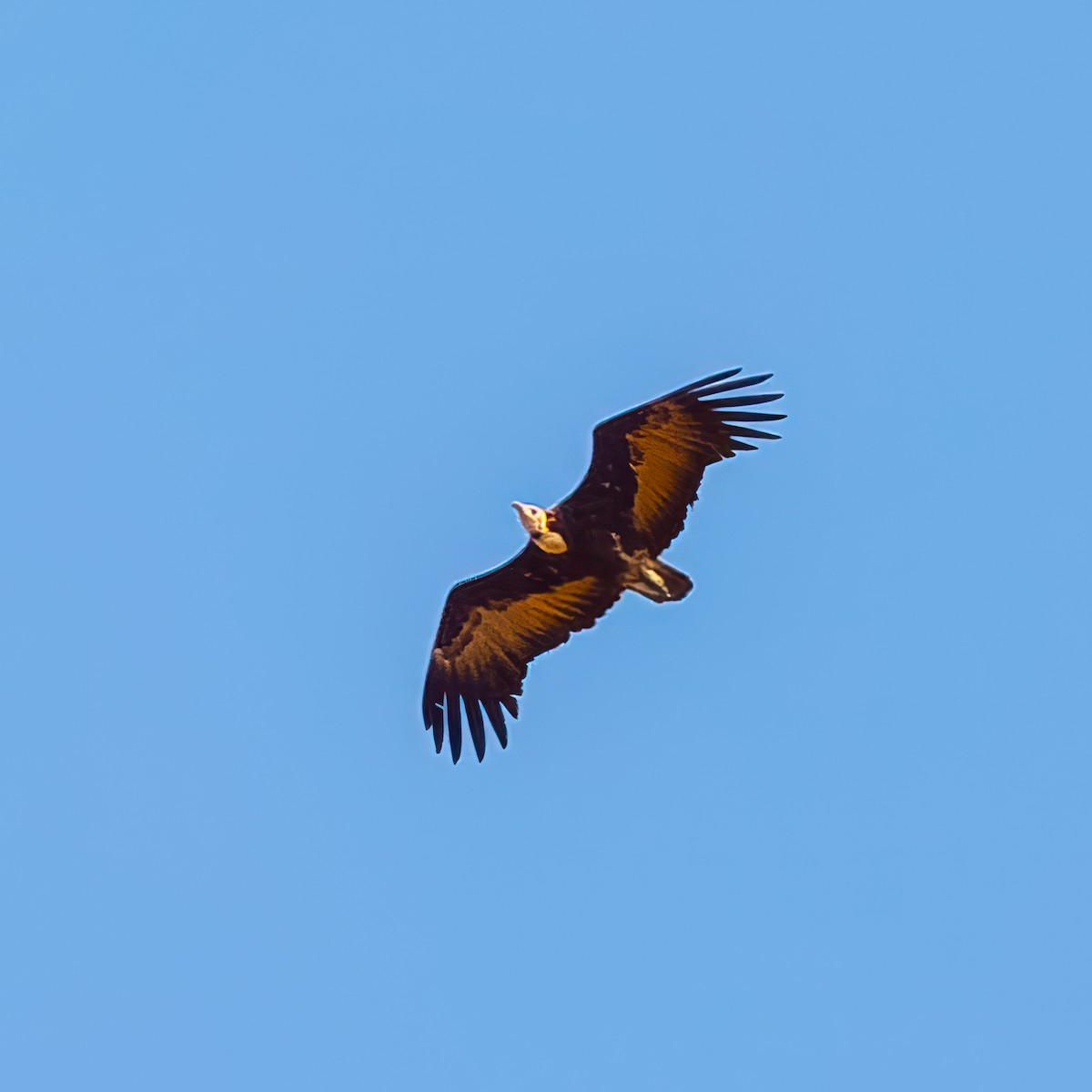 Hooded Vulture - ML612121492