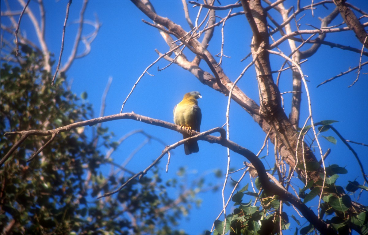 Yellow-footed Green-Pigeon - ML612121523