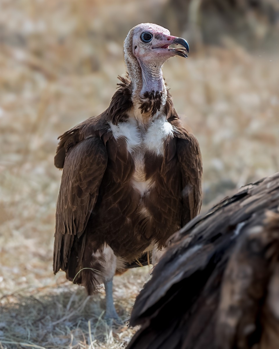 Hooded Vulture - ML612121585