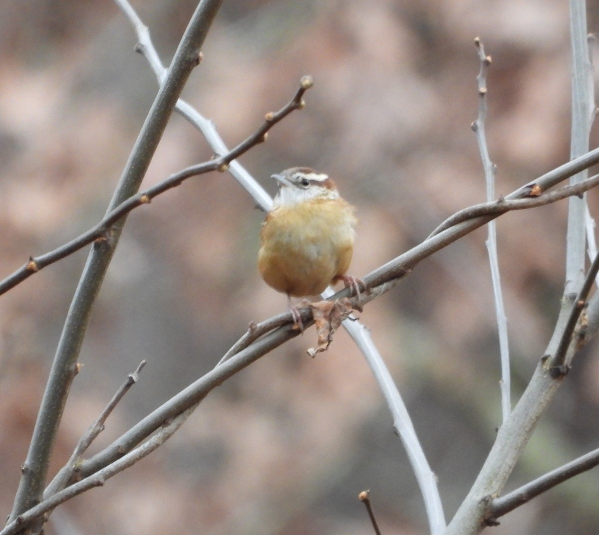 Ebird Checklist Dec Kellogg Experimental Forest Species