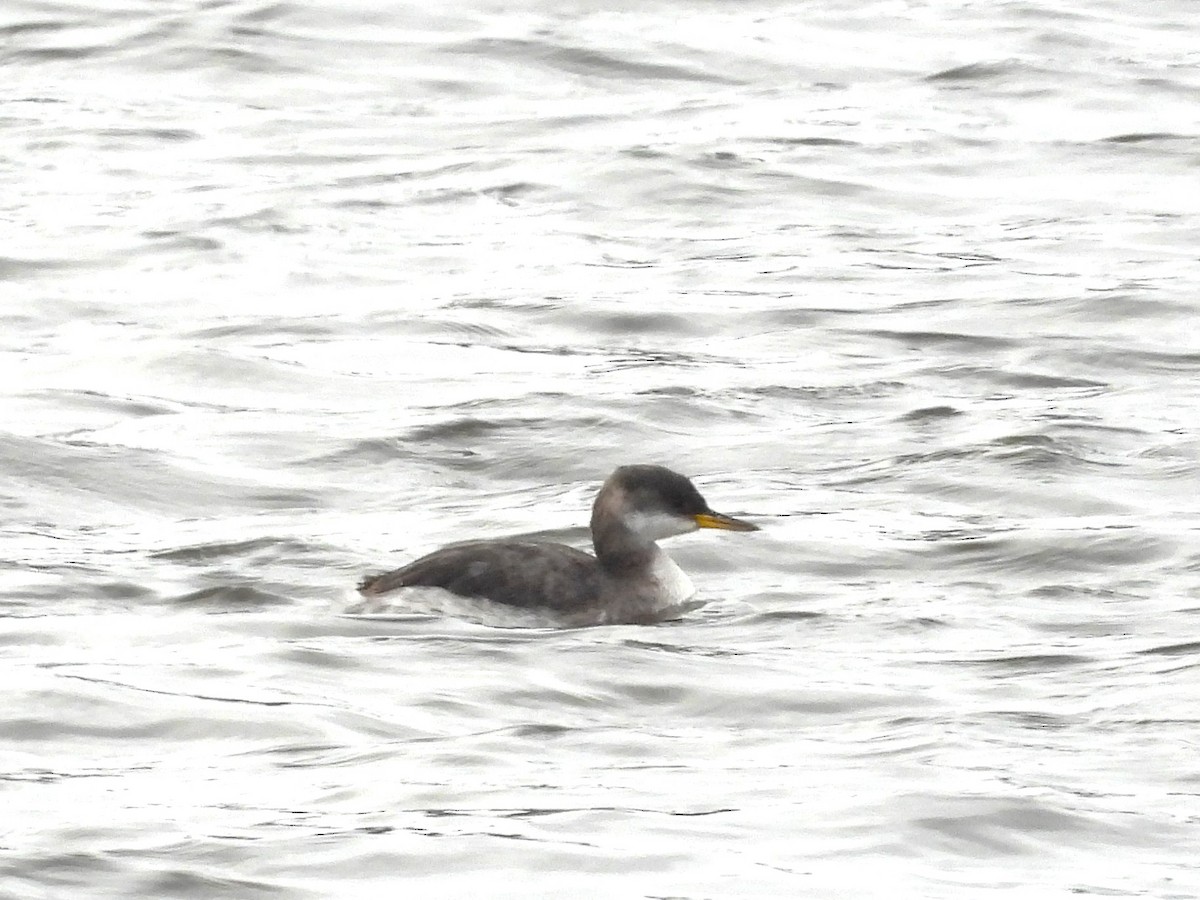 Red-necked Grebe - ML612121866