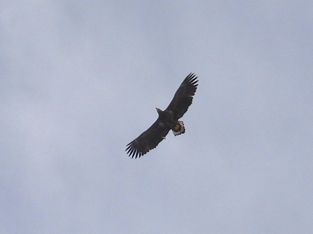 White-tailed Eagle - Martin Ouska