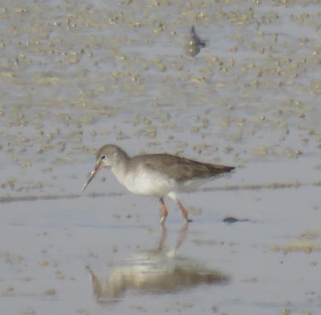 Spotted Redshank - ML612122124