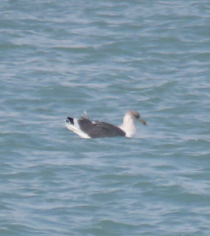 Lesser Black-backed Gull (Heuglin's) - ML612122133