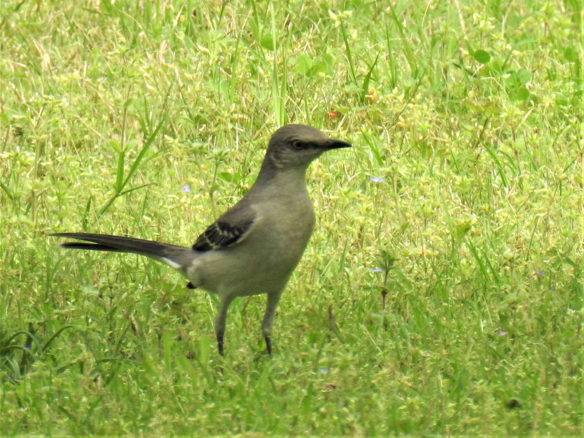 eBird Checklist 11 Dec 2023 Squaw Creek Cemetery, Glen Rose 7 species