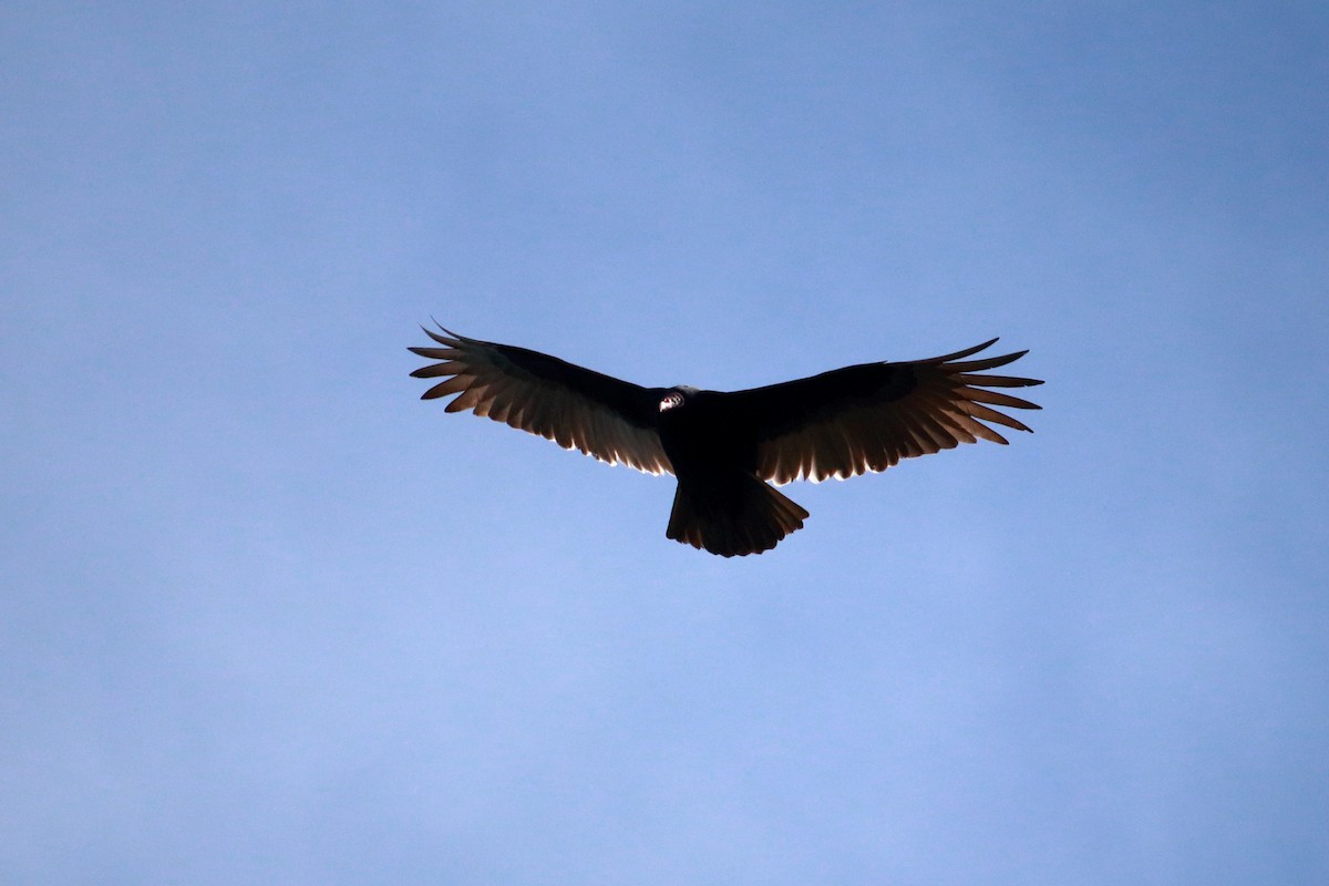 Turkey Vulture - ML612122665