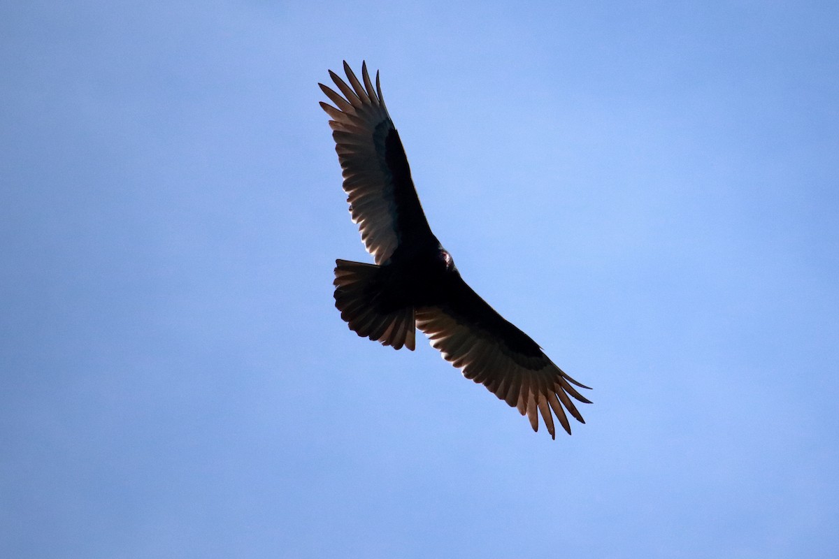Turkey Vulture - ML612122666