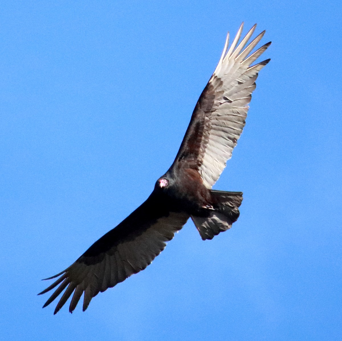 Turkey Vulture - ML612122670