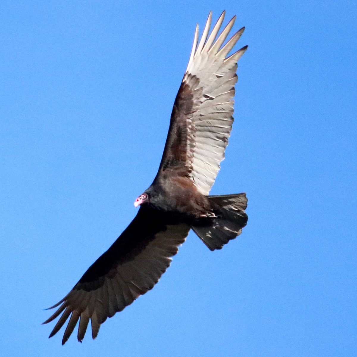 Turkey Vulture - ML612122671