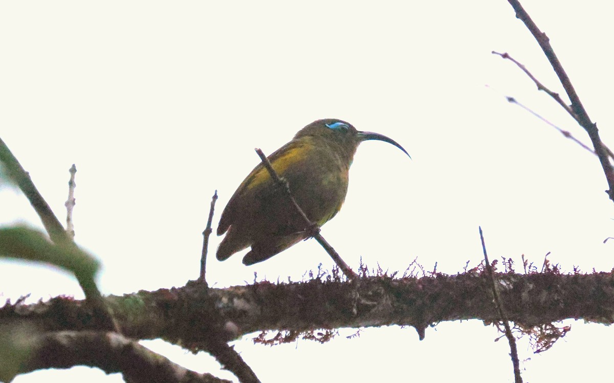 Common Sunbird-Asity - P Vercruysse