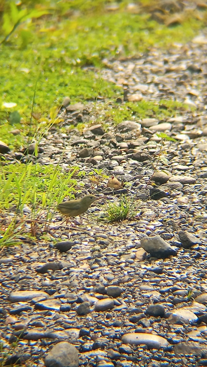 Painted Bunting - ML612122752