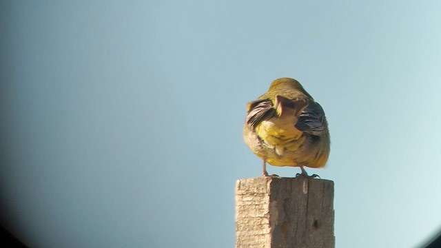 Patagonian Yellow-Finch - ML612123044