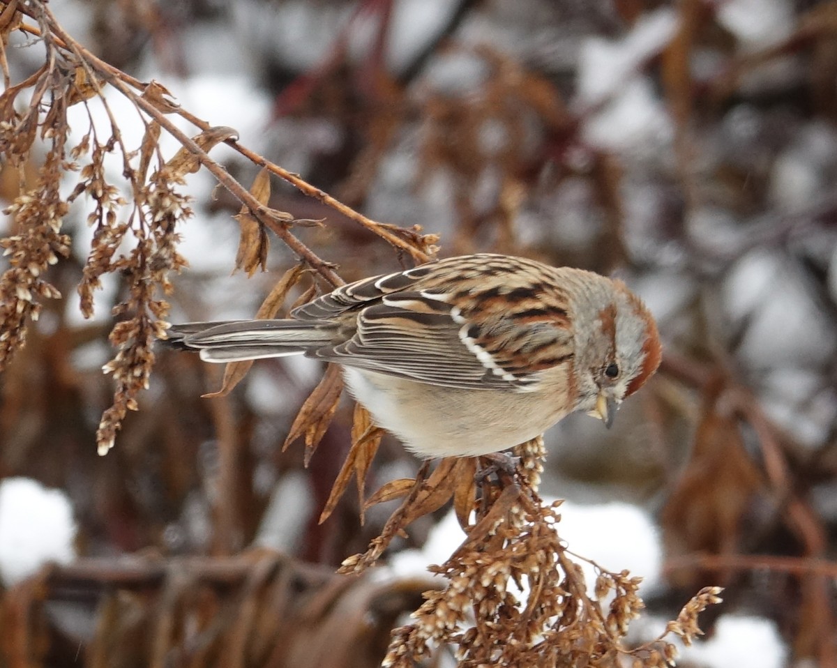 American Tree Sparrow - ML612123202