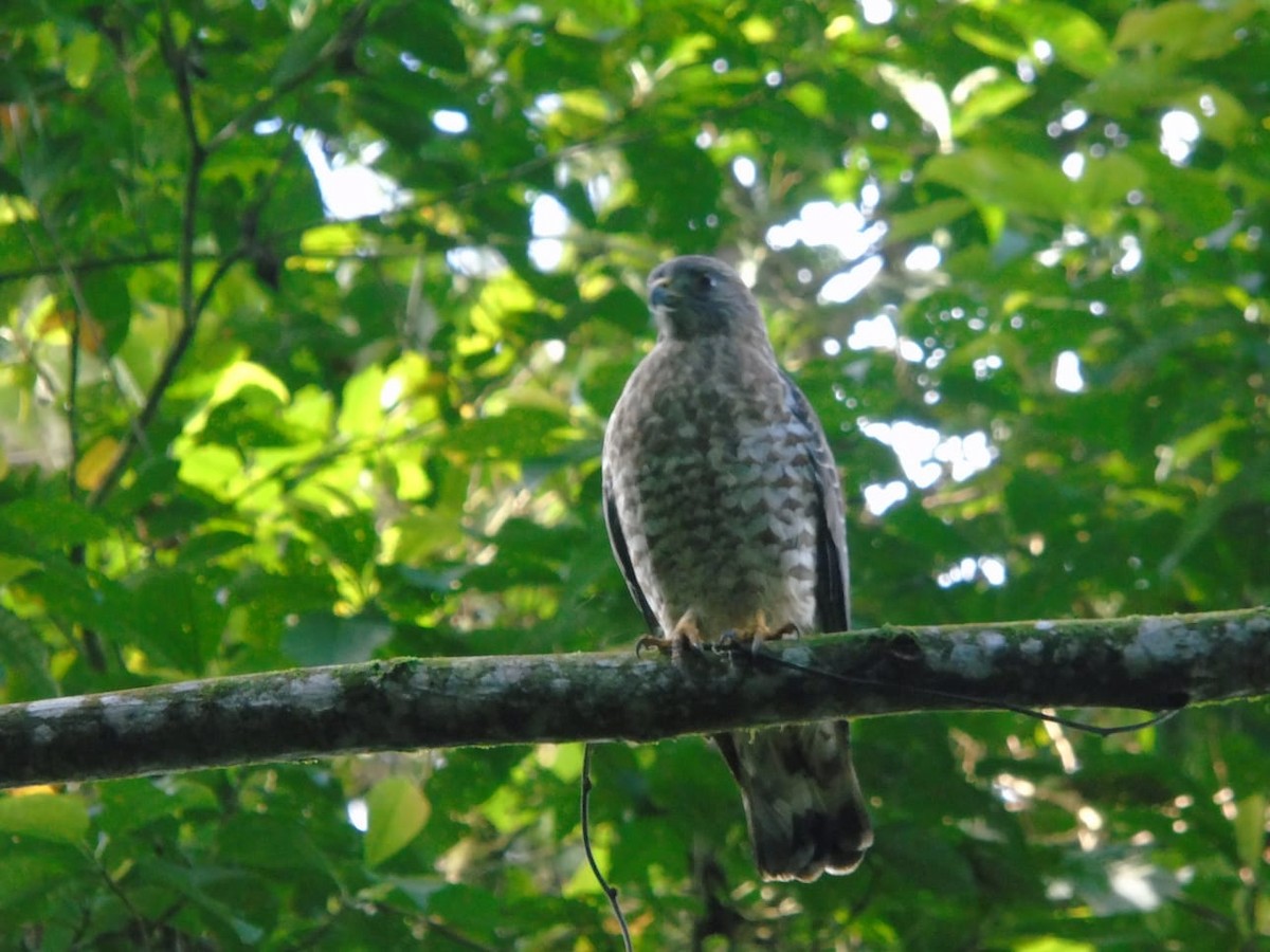 Broad-winged Hawk - ML612123277