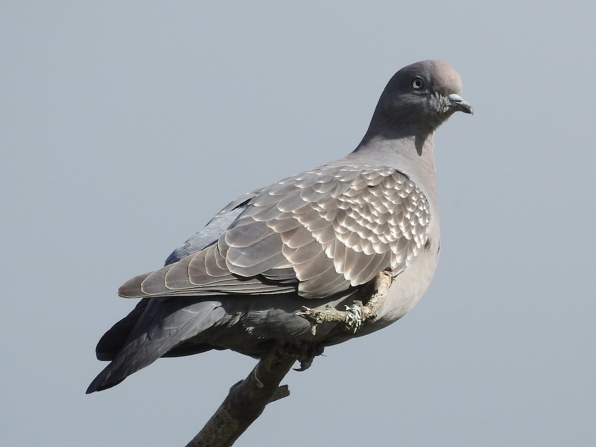 Spot-winged Pigeon - ML612123337