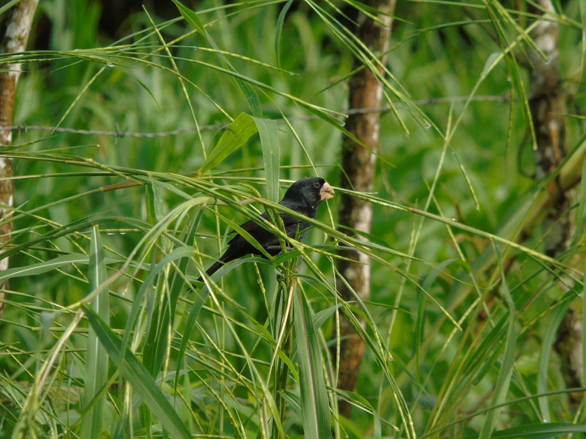 Nicaraguan Seed-Finch - ML612123342