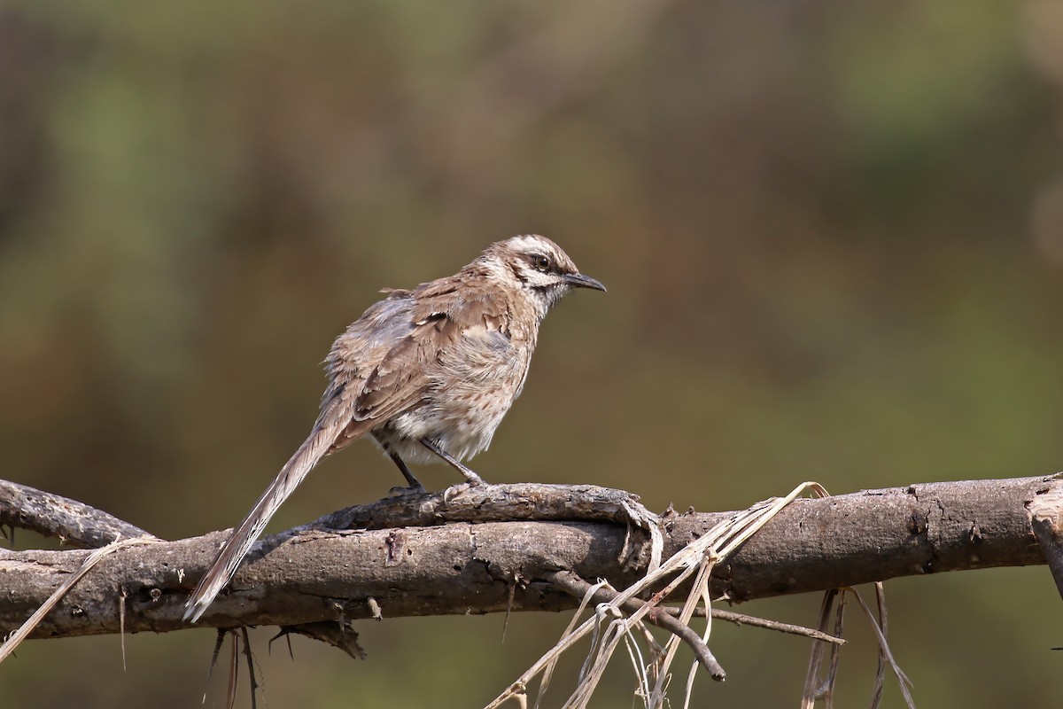 Long-tailed Mockingbird - Greg Scyphers