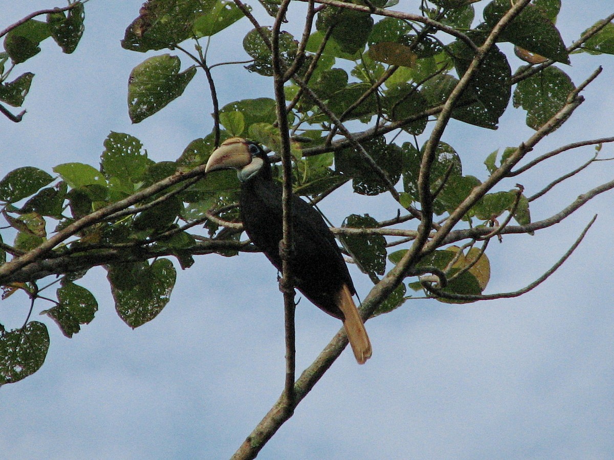 Blyth's Hornbill - ML612123542