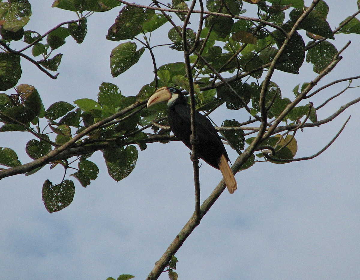 Blyth's Hornbill - ML612123543