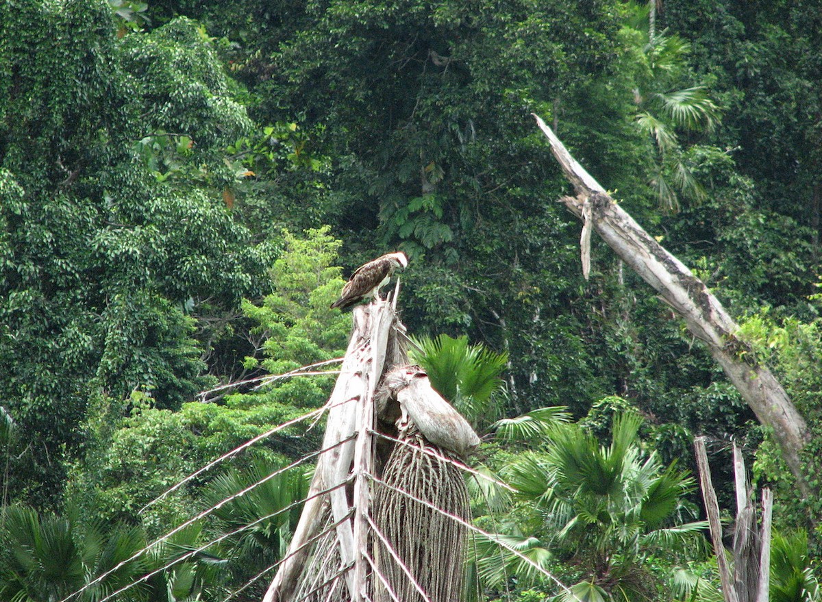 Osprey (Australasian) - ML612123551