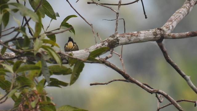Heart-spotted Woodpecker - ML612123806