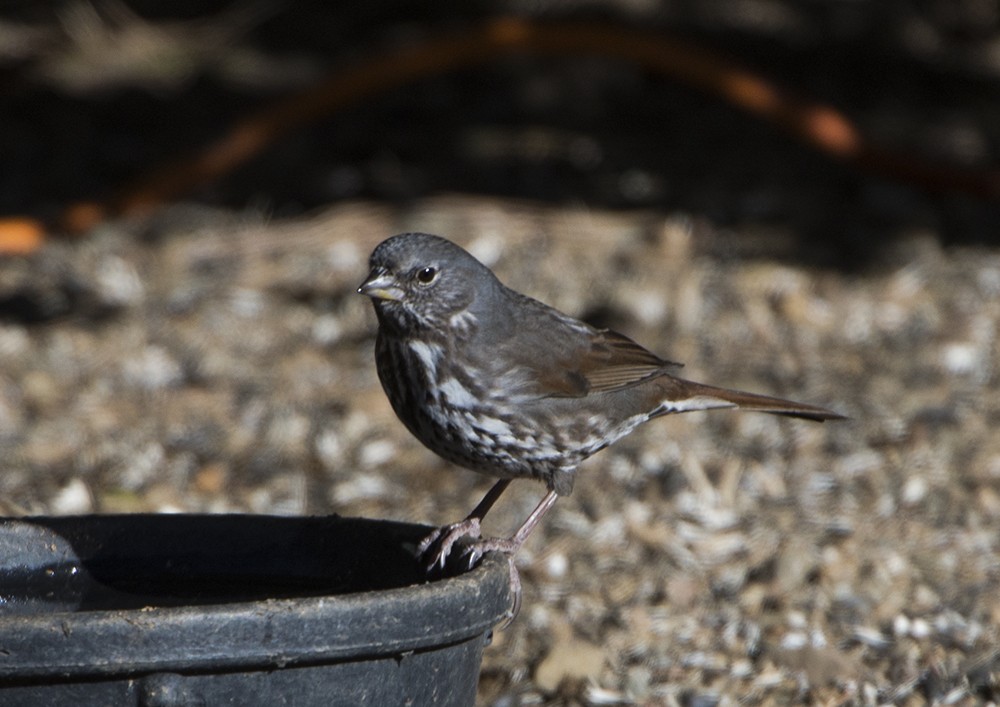 Fox Sparrow (Slate-colored) - ML612123963