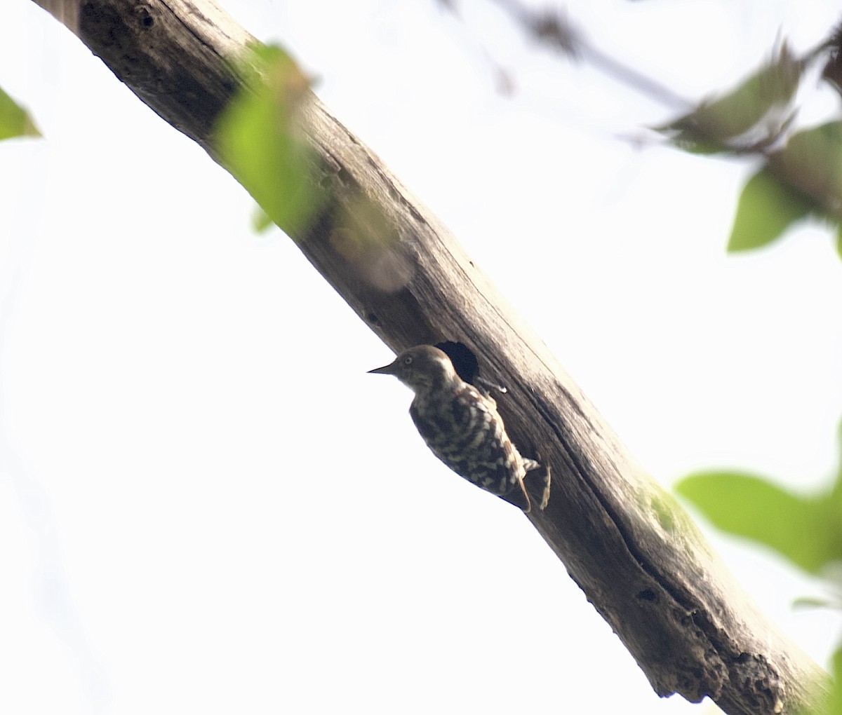 Brown-capped Pygmy Woodpecker - Mark  Menezes