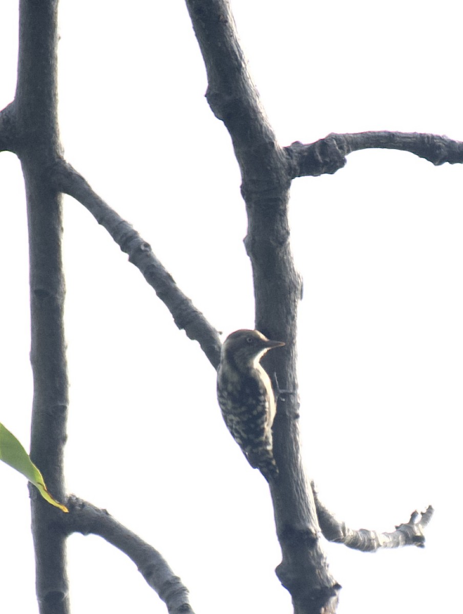 Brown-capped Pygmy Woodpecker - Mark  Menezes