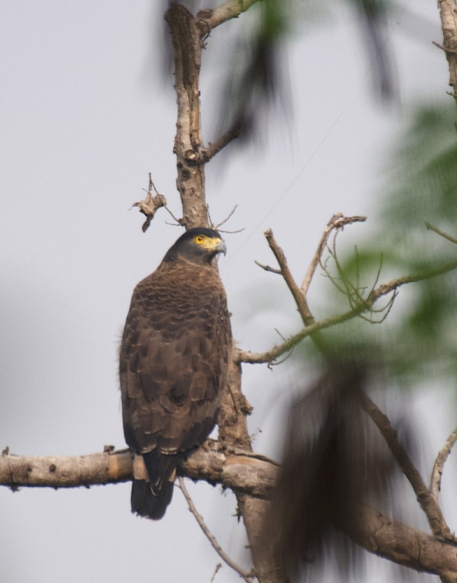 Crested Serpent-Eagle - ML612124116