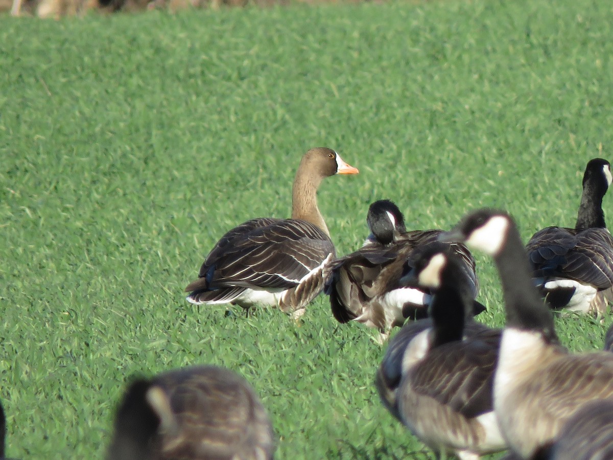 Greater White-fronted Goose - ML612124361
