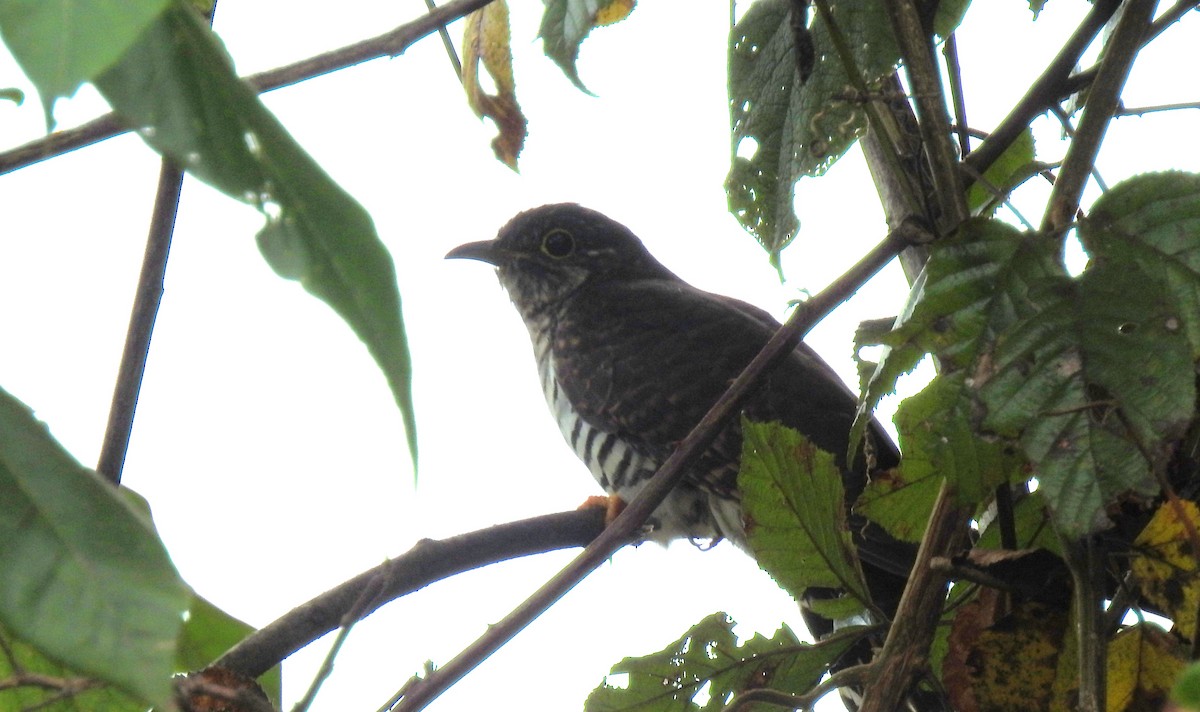 Barred Long-tailed Cuckoo - ML612124637