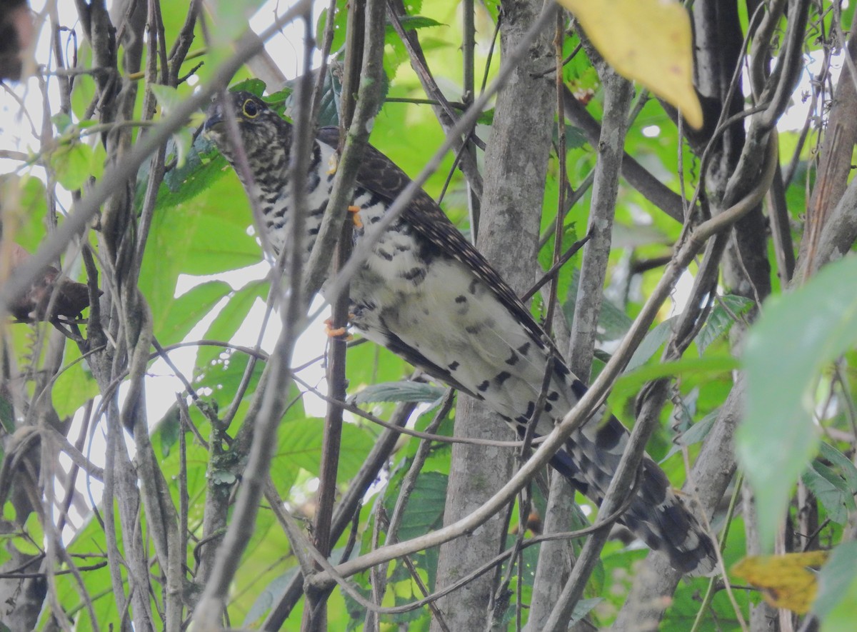 Barred Long-tailed Cuckoo - ML612124639