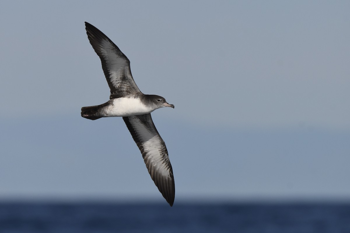 Pink-footed Shearwater - ML612124804
