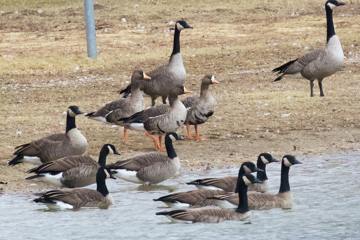 Greater White-fronted Goose - ML612124841