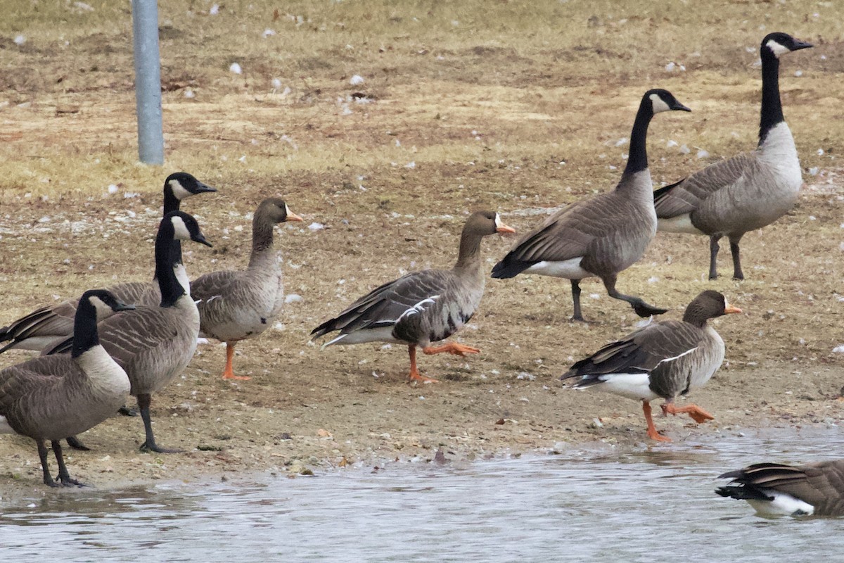 Greater White-fronted Goose - ML612124842