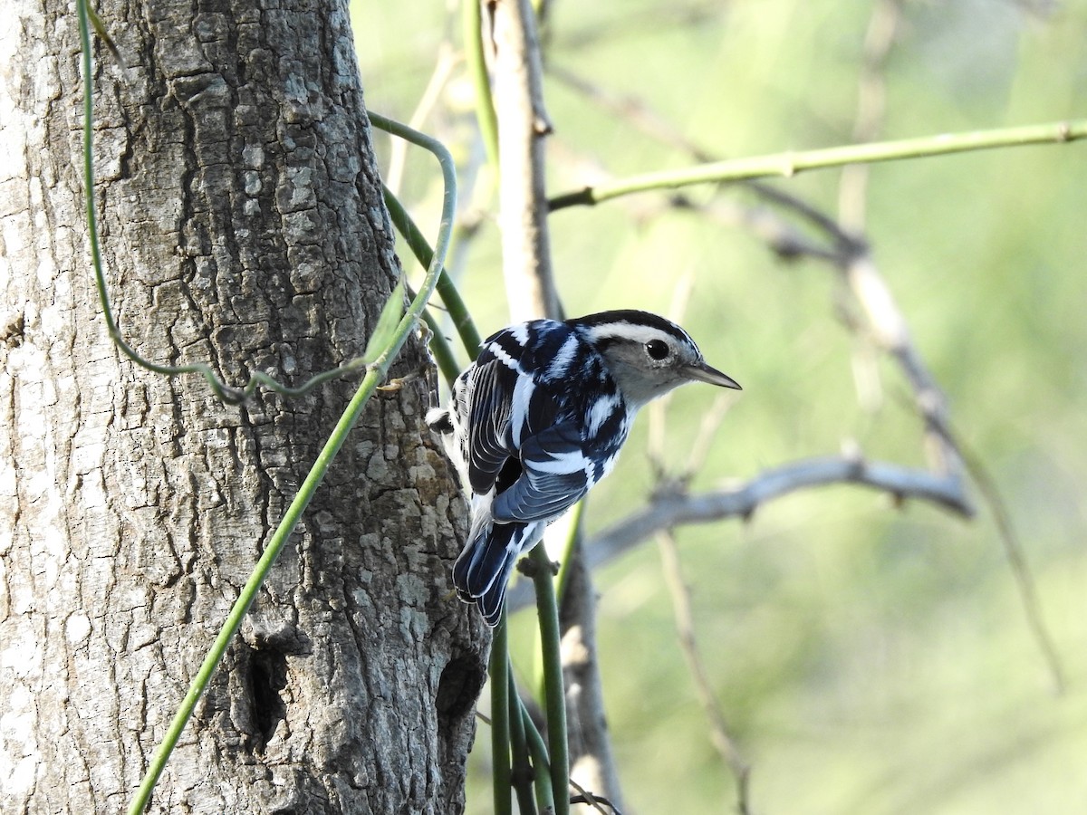 Black-and-white Warbler - ML612125272