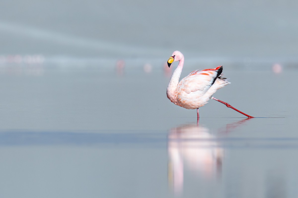 Puna Flamingosu - ML612125544