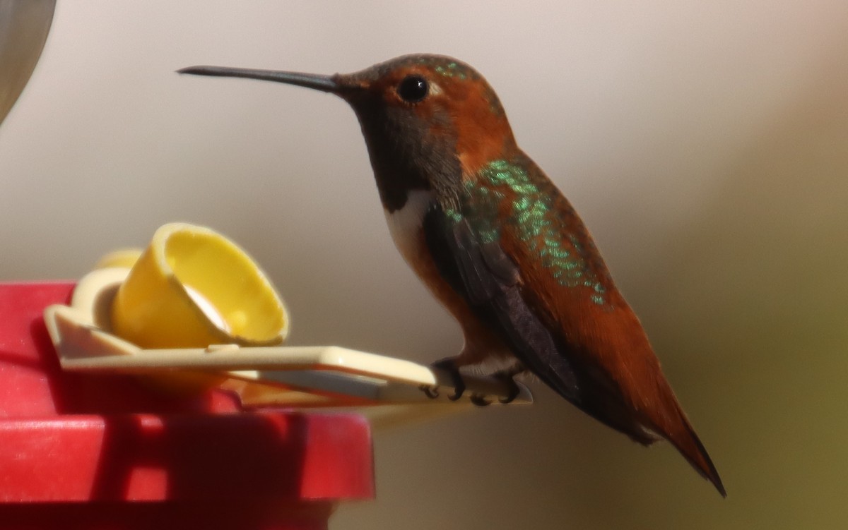 Allen's Hummingbird - Greg Cook