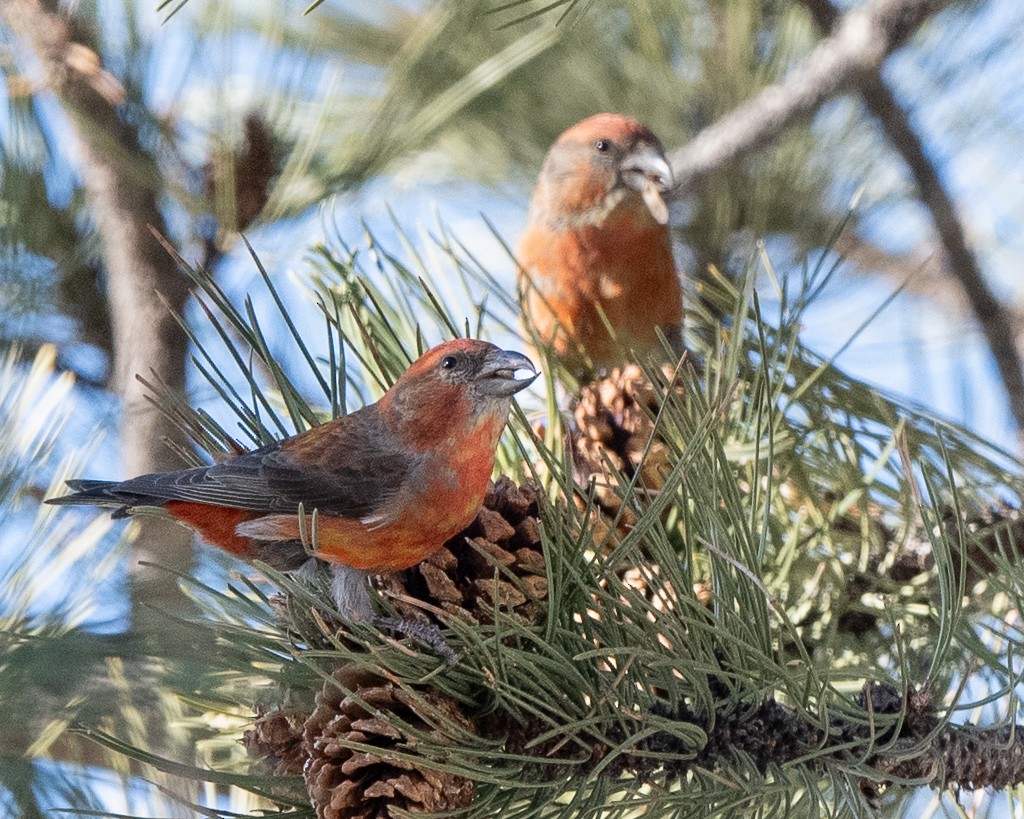 Red Crossbill - Kevin Rutherford