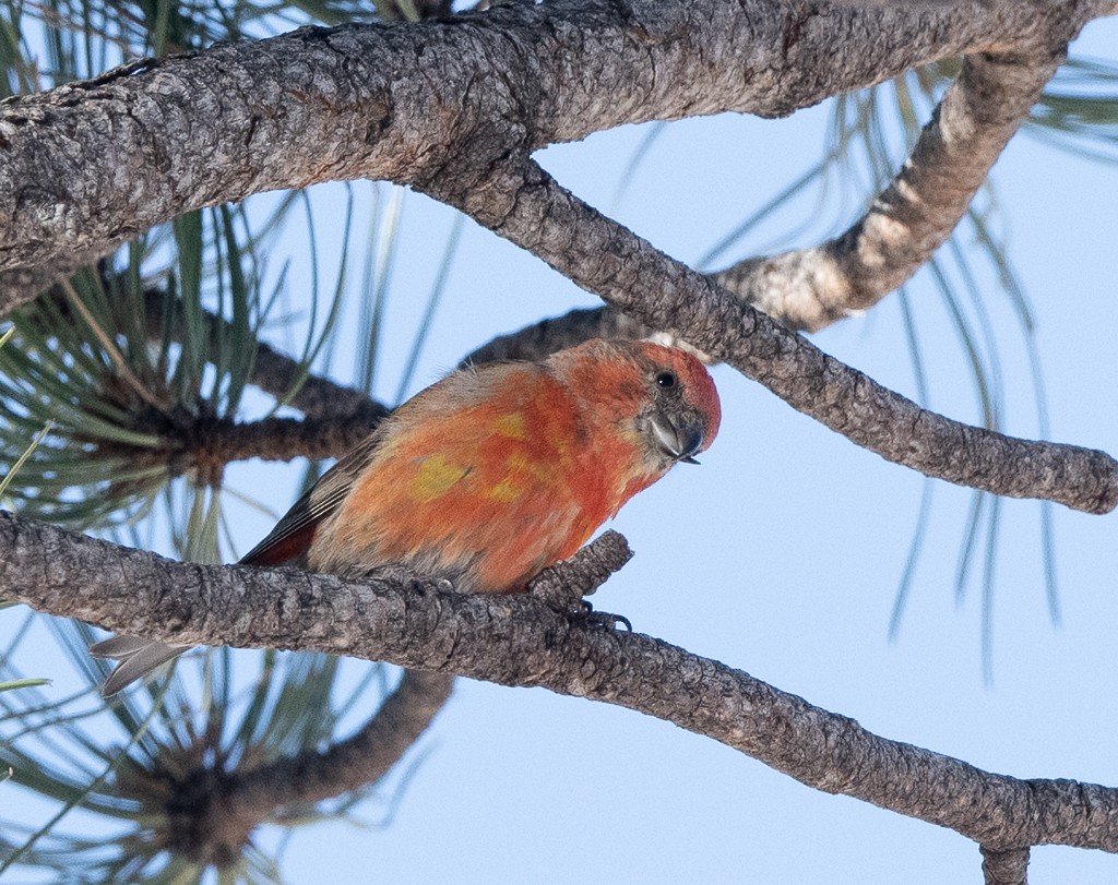 Red Crossbill - Kevin Rutherford