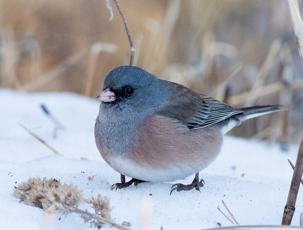 Dark-eyed Junco - Kevin Rutherford