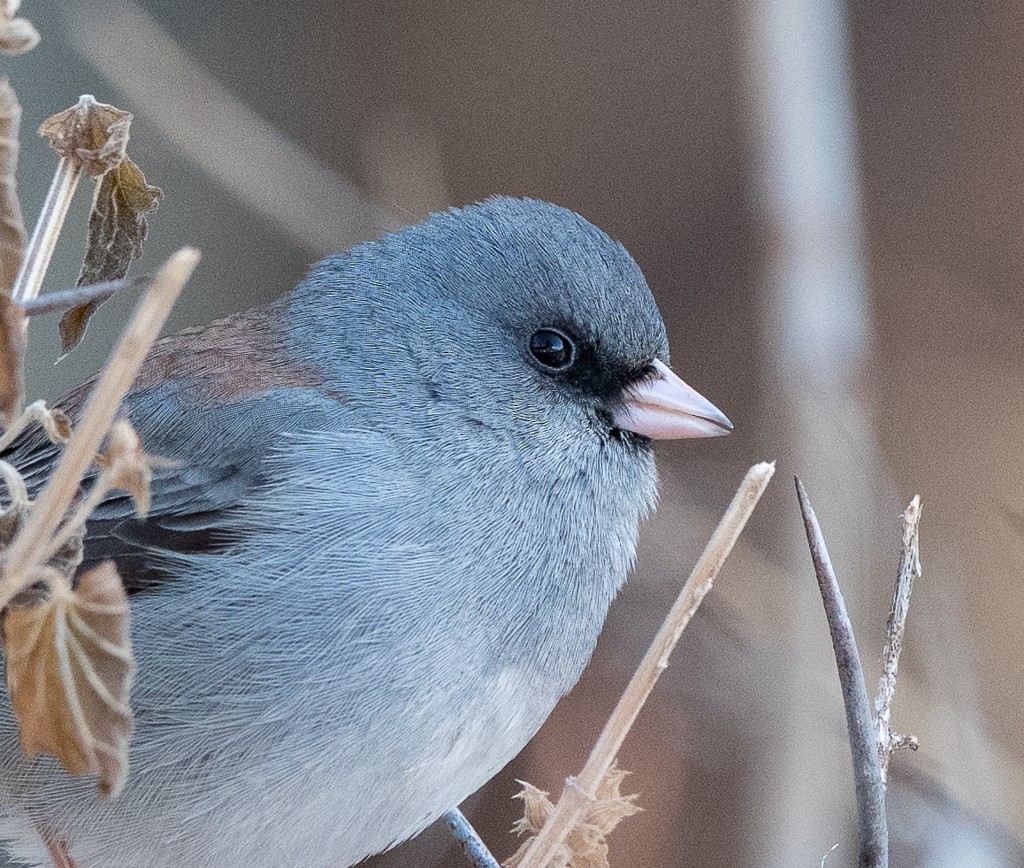 Dark-eyed Junco - Kevin Rutherford